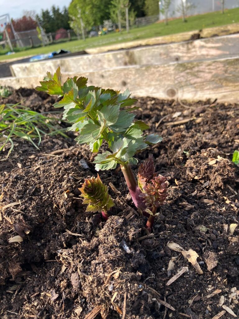 What plant is this?