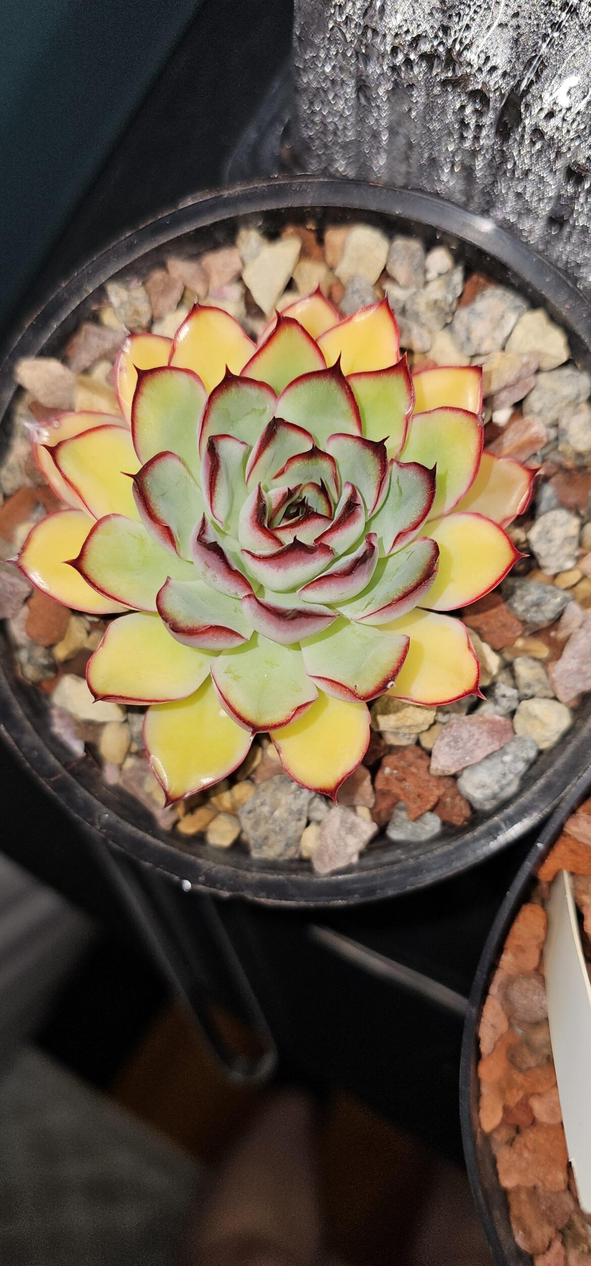 5 year old pulidonis turning yellow?? Have not watered it in 3 weeks or so. Feels soft overall. Never seen this