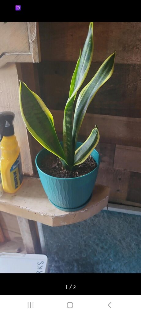 Repotting snake plant