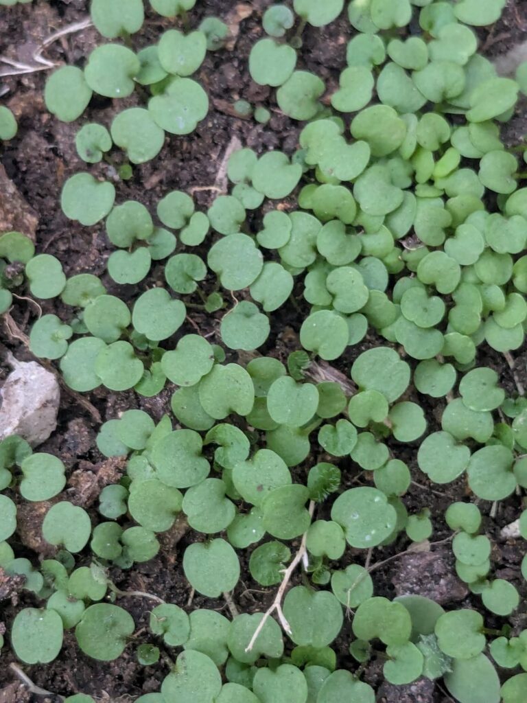 Any idea what this is?