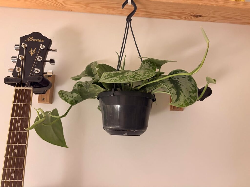 These are two pothos, identifying and tips?