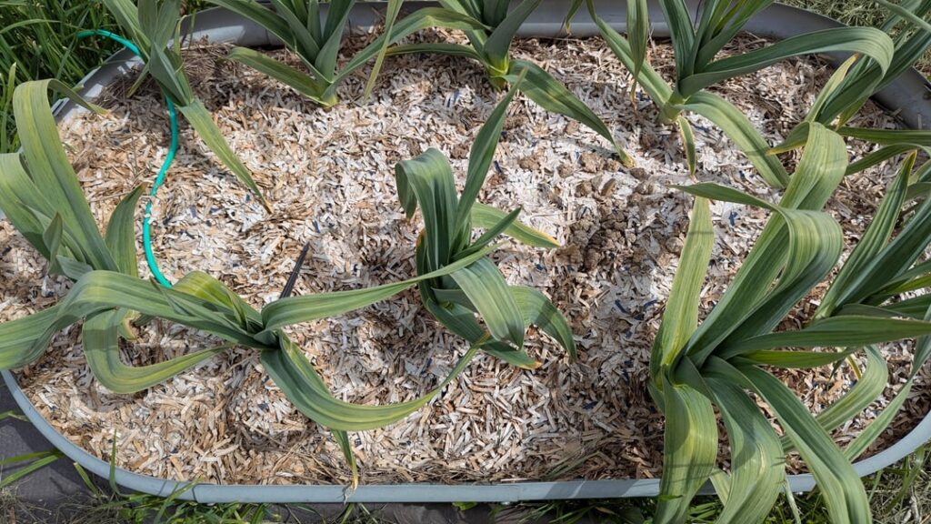 Update on soaking shredded cardboard for ages and then using it as mulch / compost
