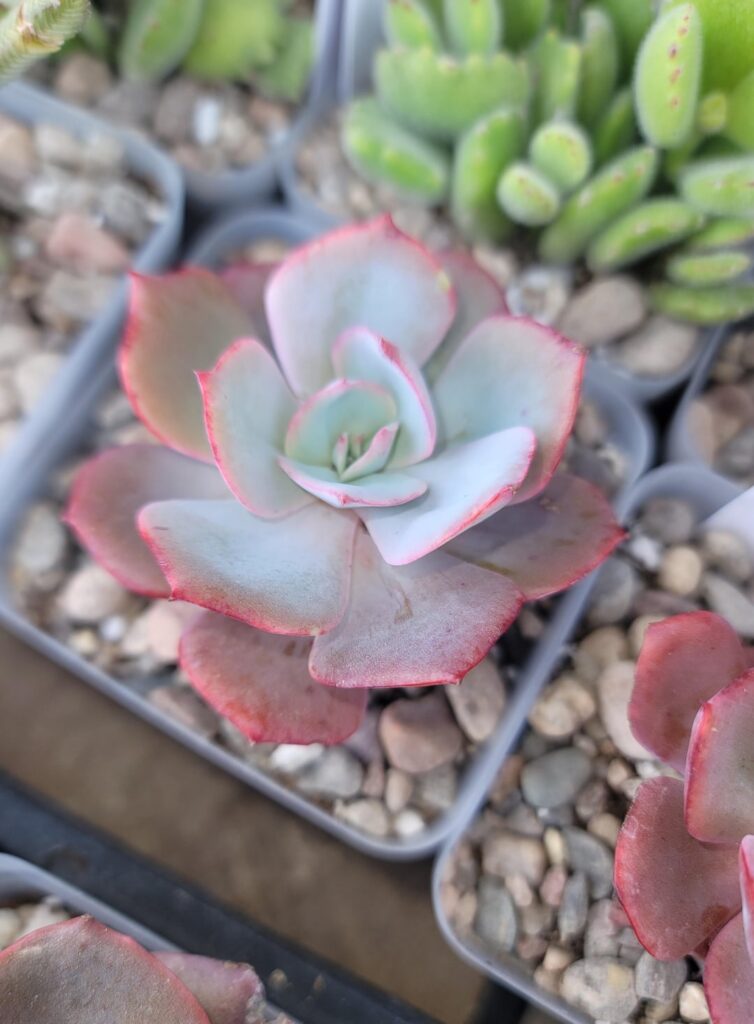 ID help