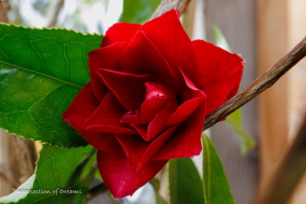 Camellia Japonica Black Magic