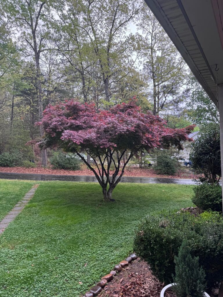 Japanese Maple Wounds