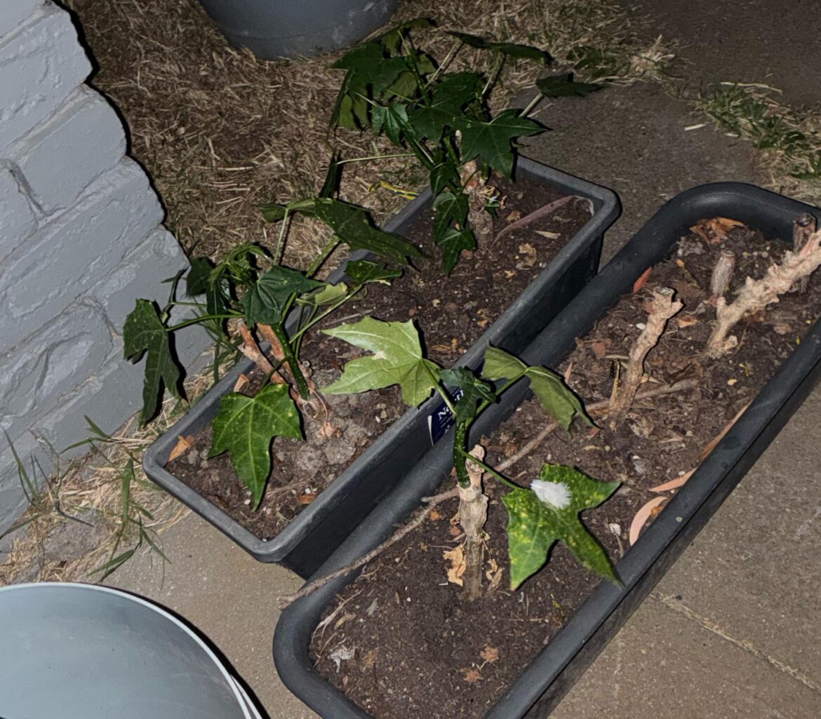 What plant is this?