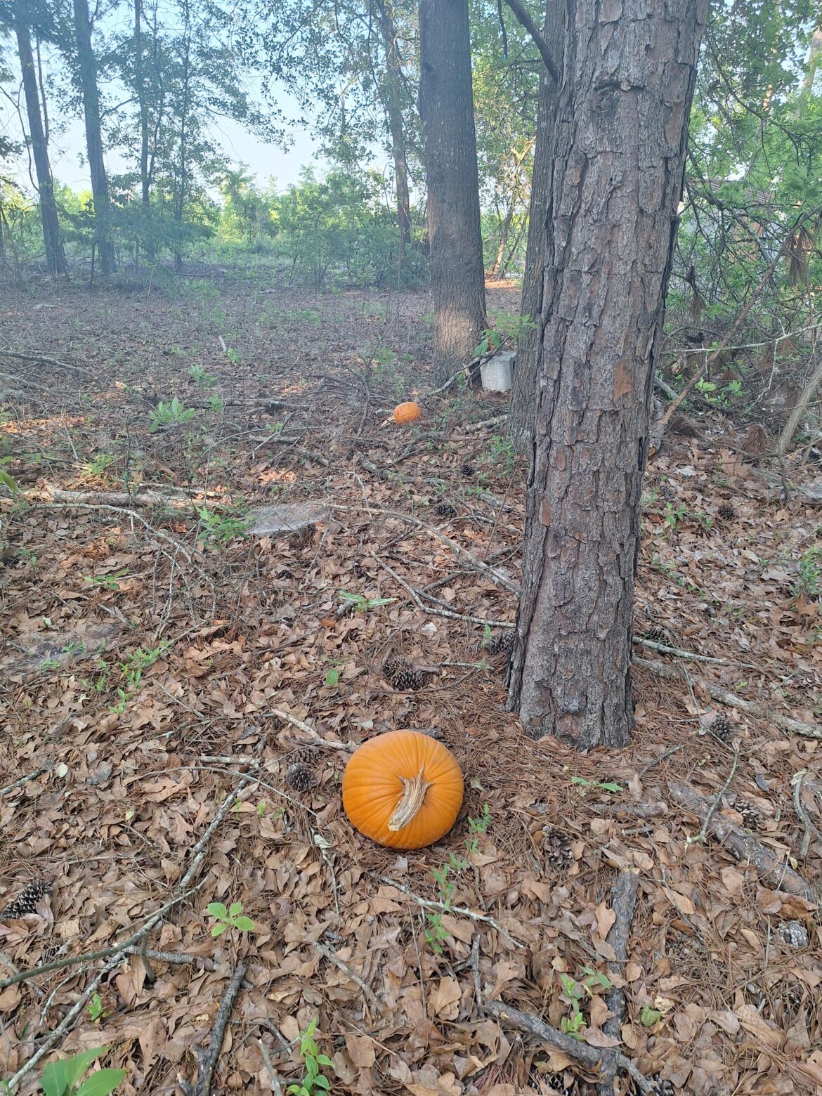 Strangely Immortal Pumpkins