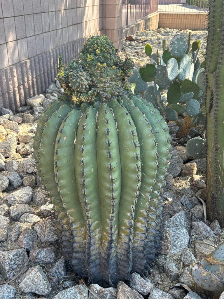 Mutation or Witches Broom?