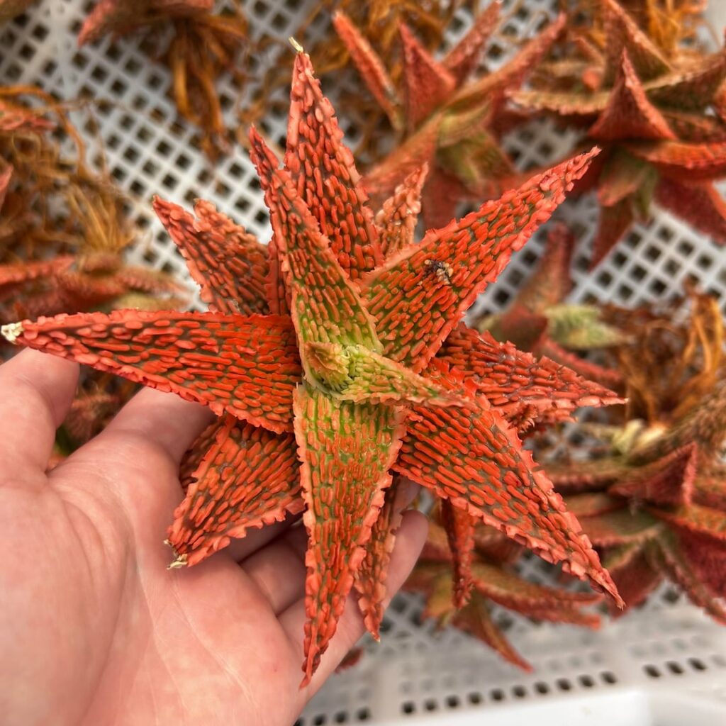 When you’ve bred such a diverse range of Aloes!