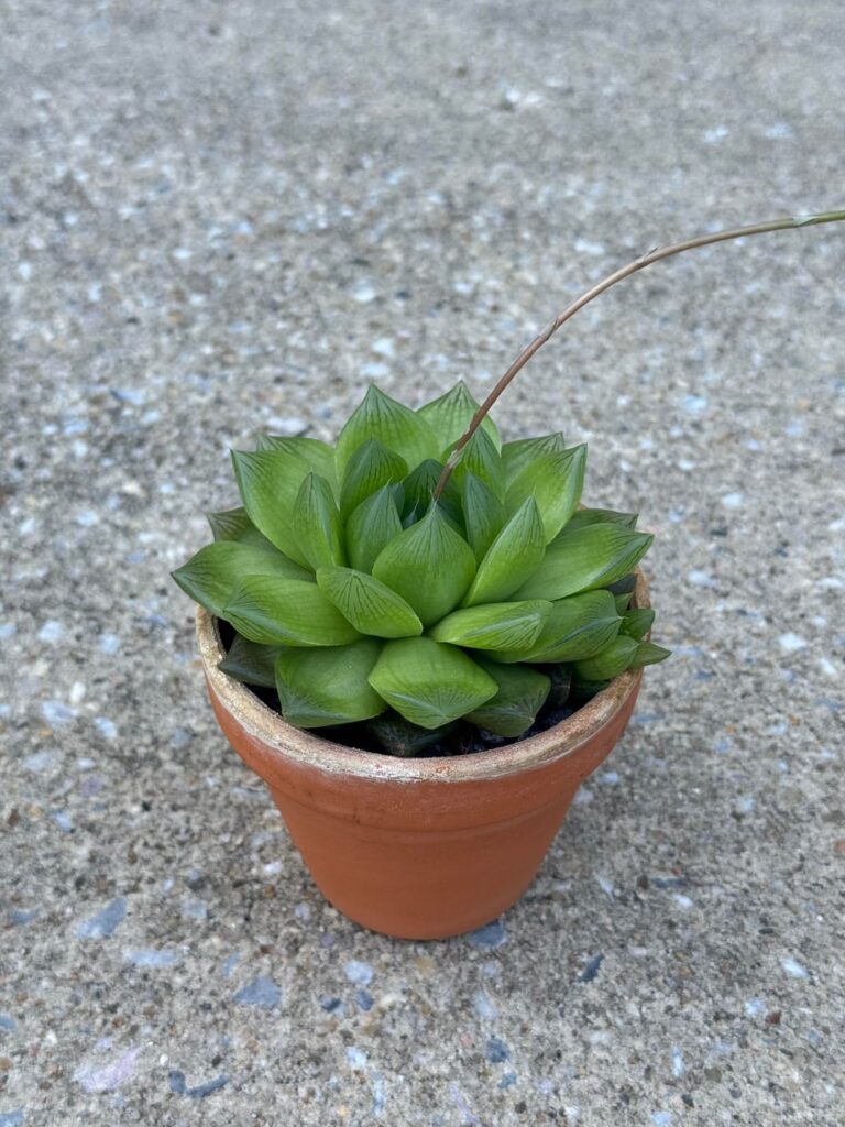 Blooming Haworthia - Is it H. cooperi, H. cymbiformis, or something else?