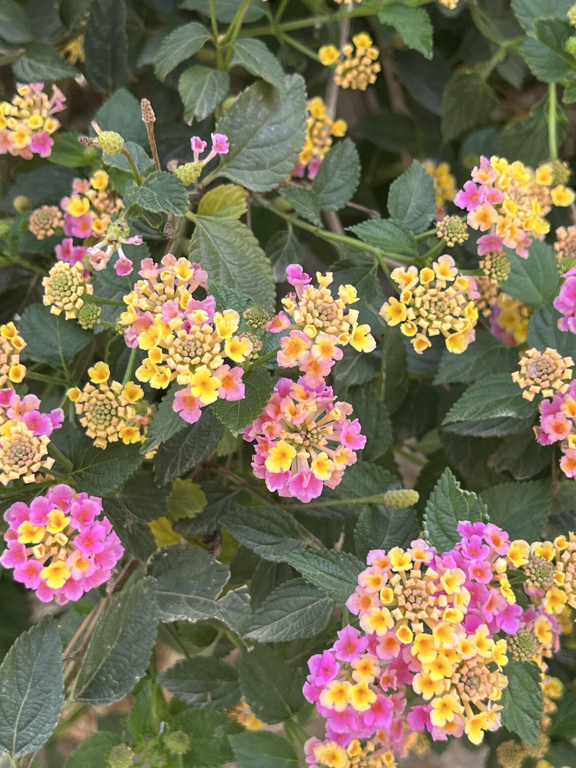 Beautiful flowers but what are these flowers called?