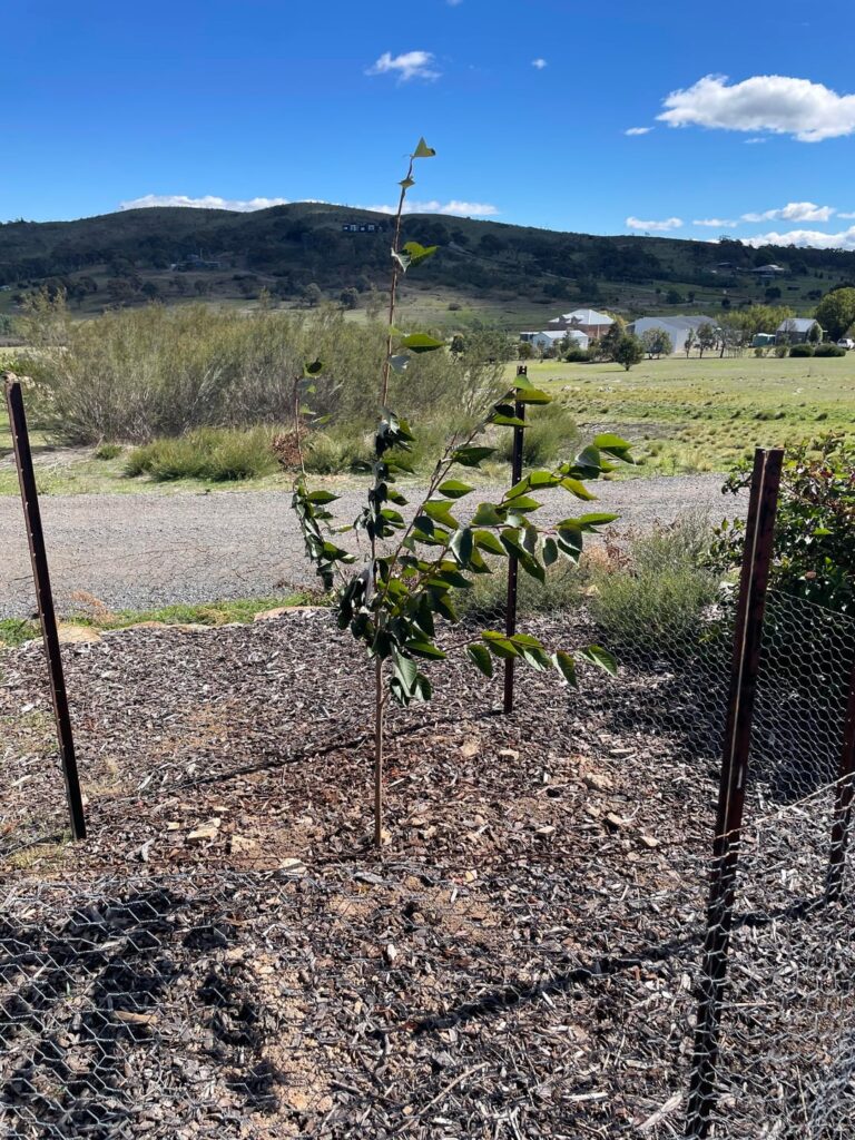 Advice on pruning Kanzan ornamental cherry