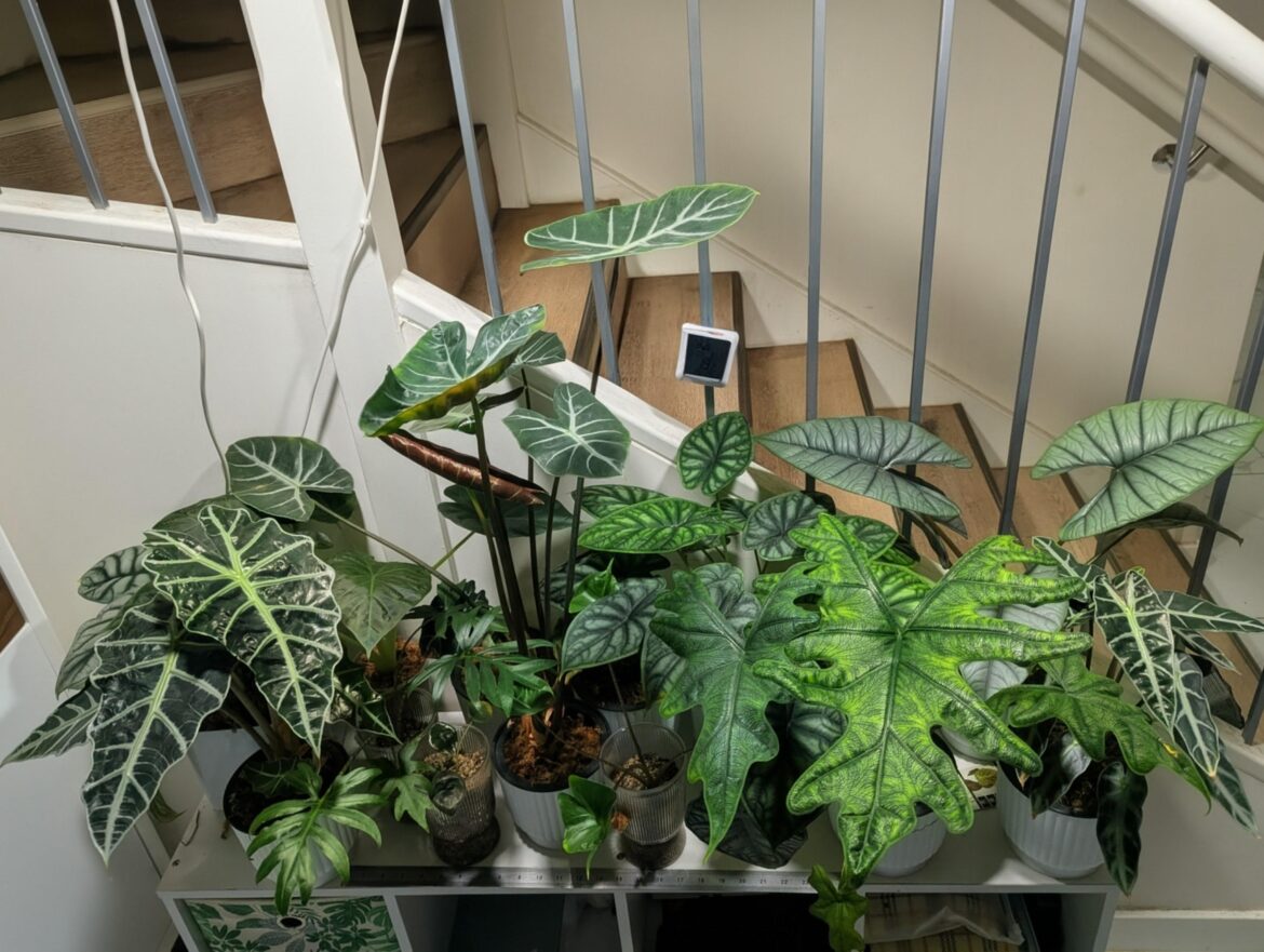 I will always find space for more alocasias