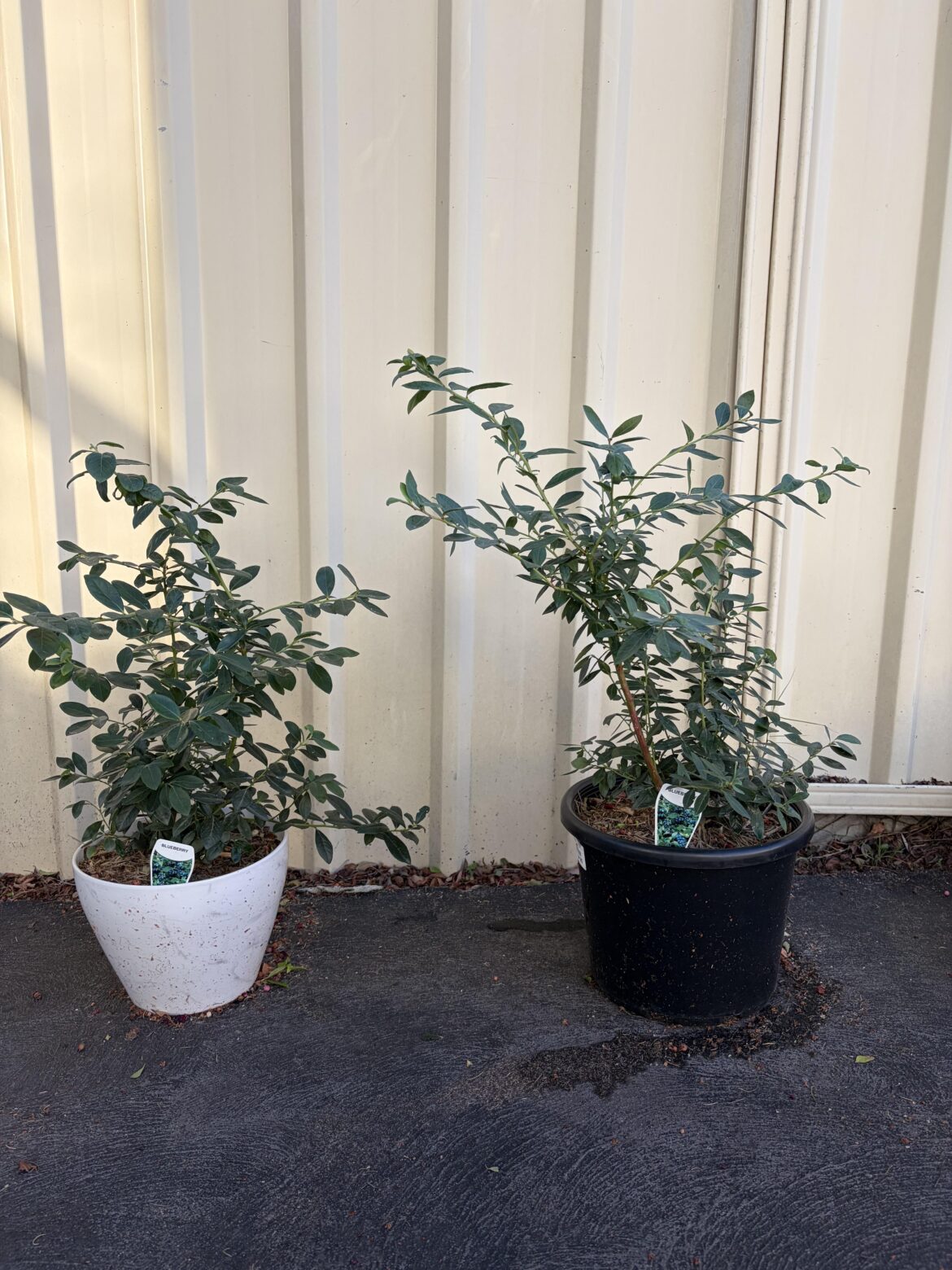 When to repot blueberry plants? When to repot blueberry plants?