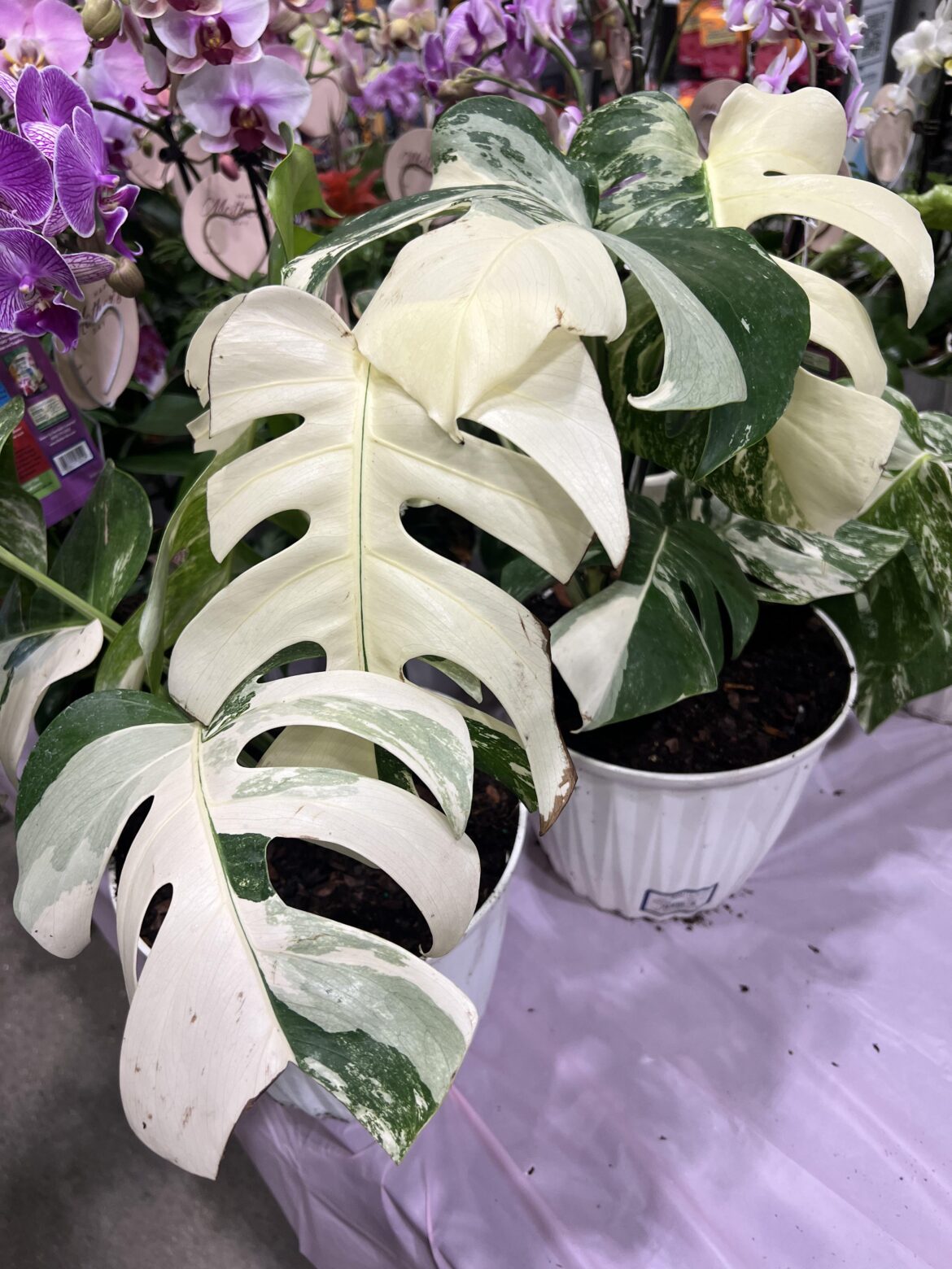 Just got these at my store and I want it
