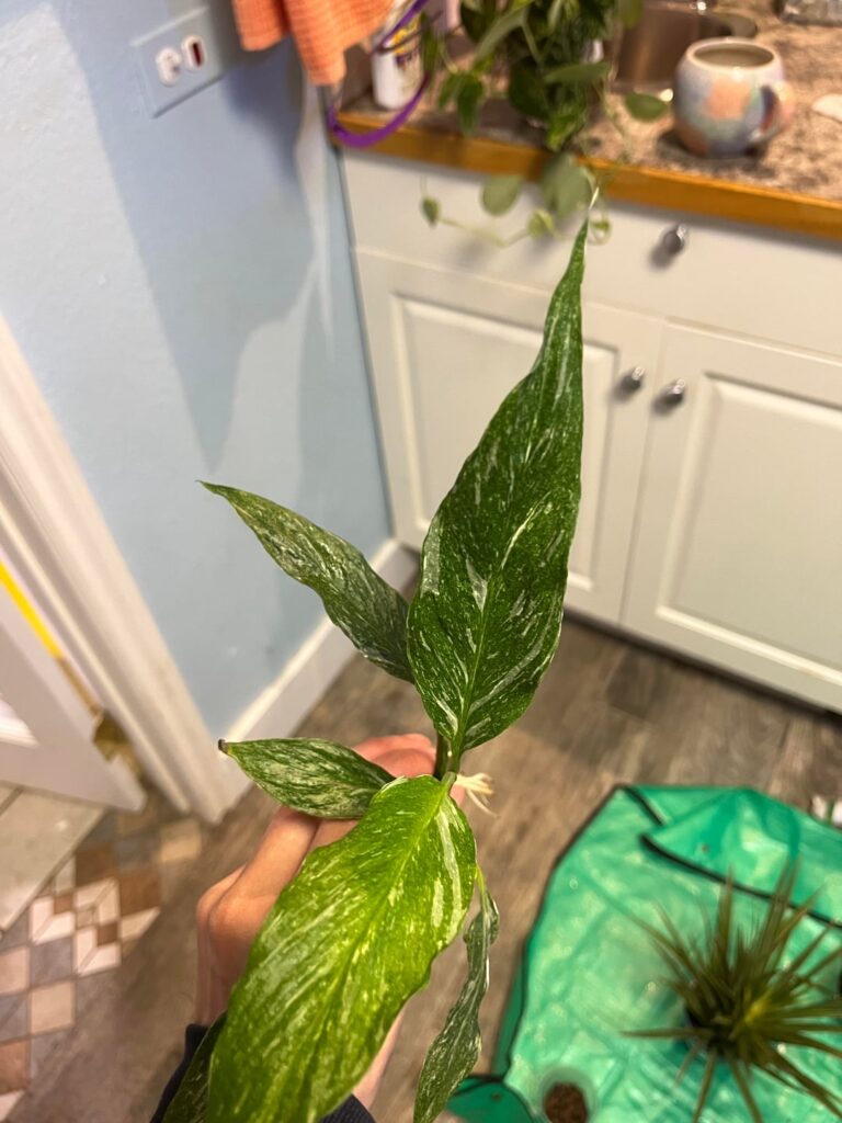Is this a pothos?