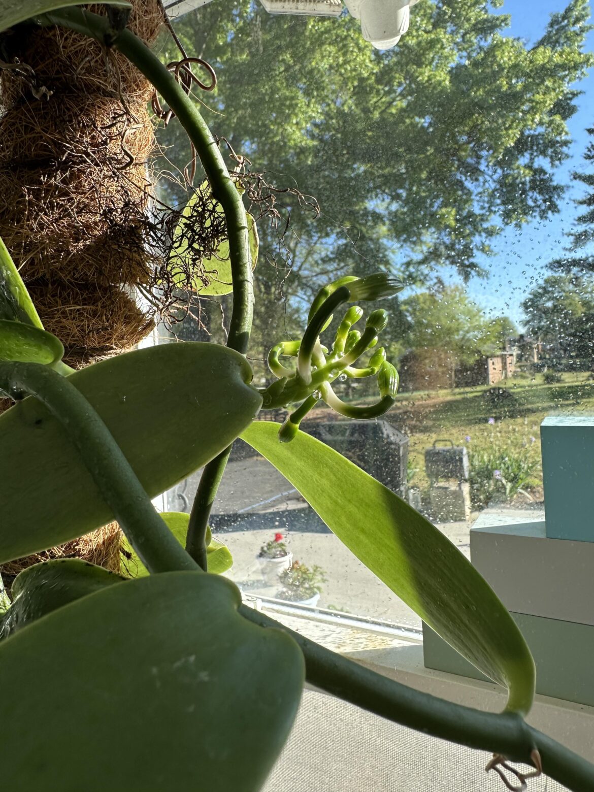 My first Vanilla orchid flowers