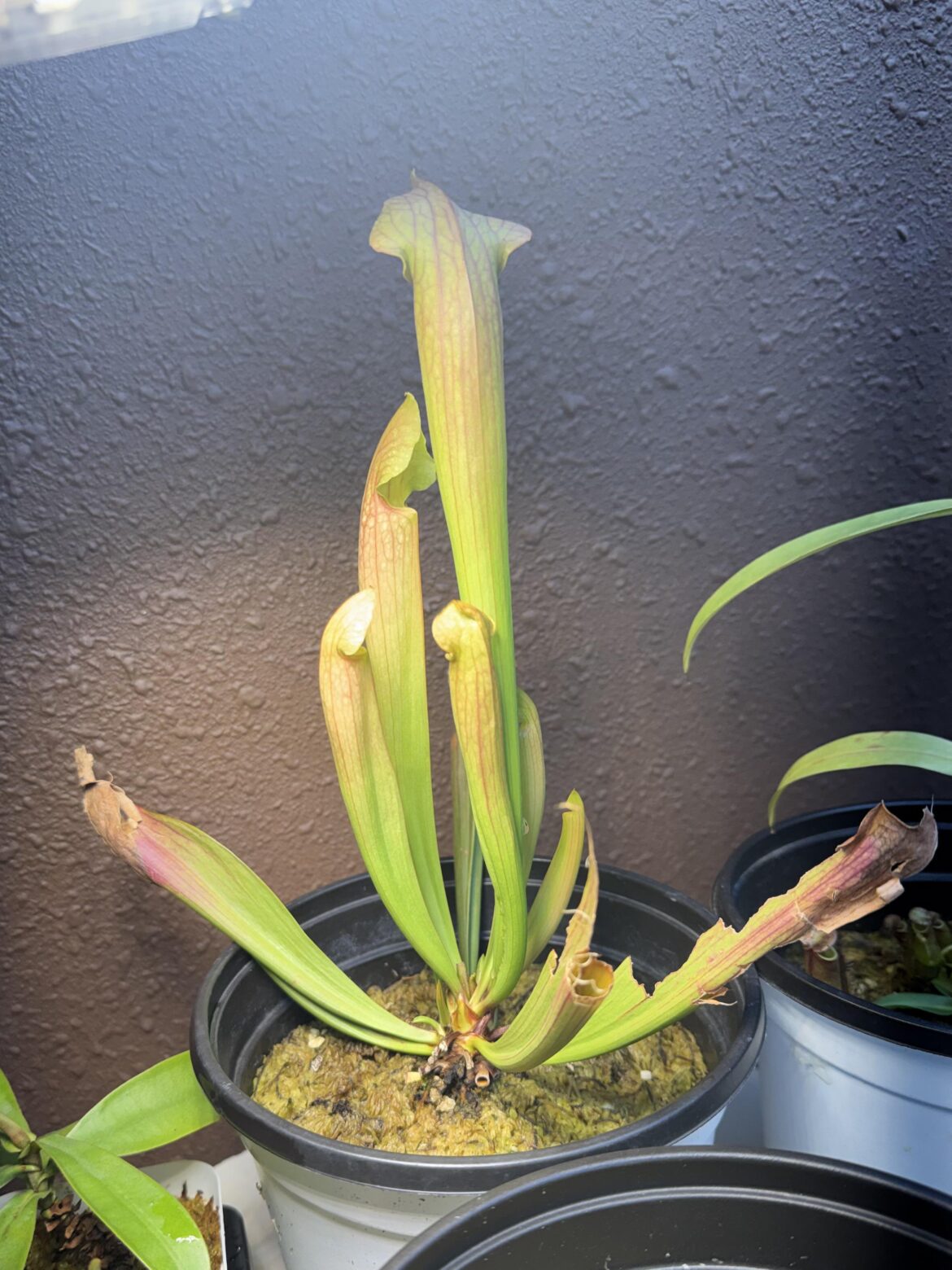 can yall identify what sarracenia this is?
