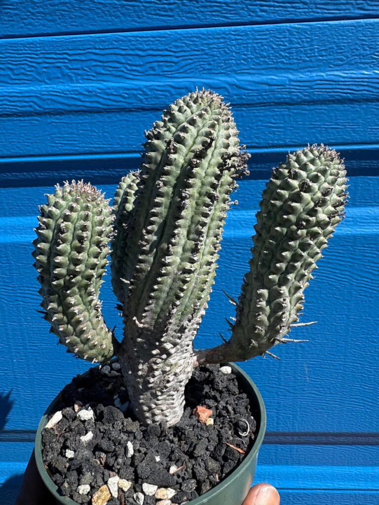 I want to be a Saguaro when I grow up