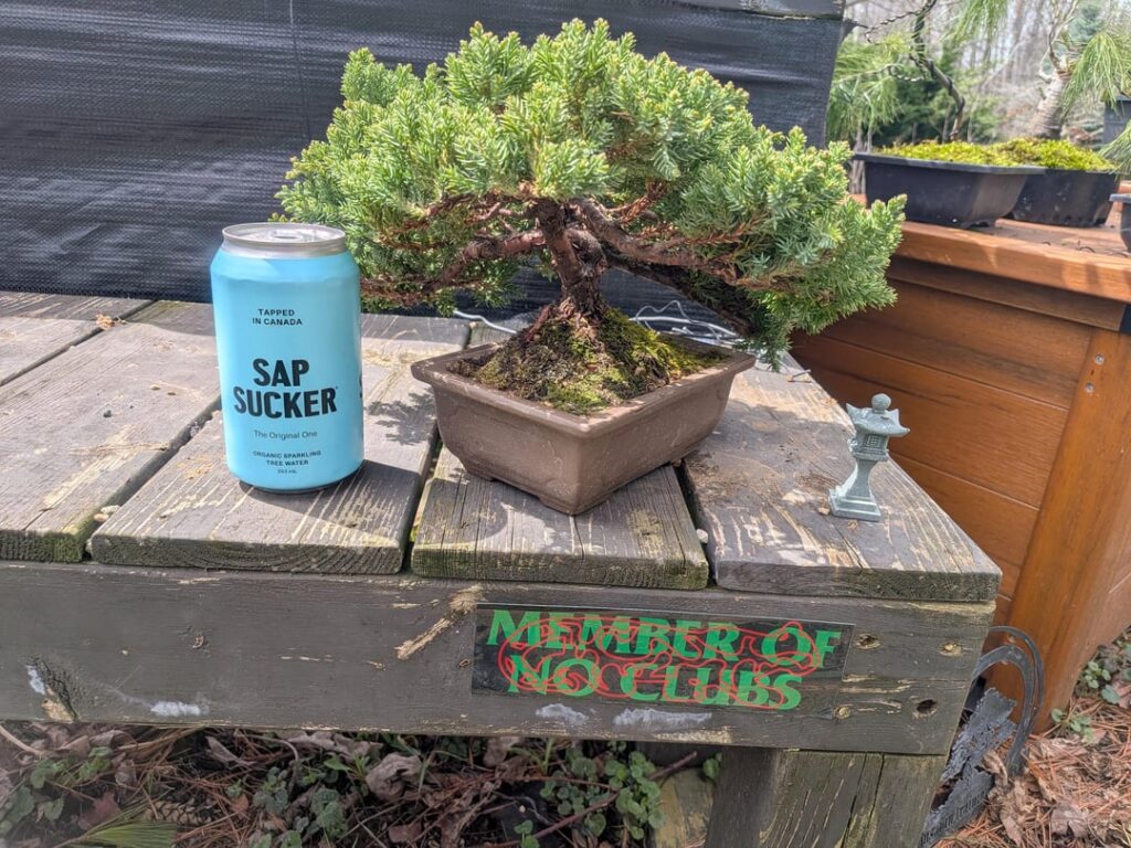 Juniper [Juniperus Procumbens Nana]