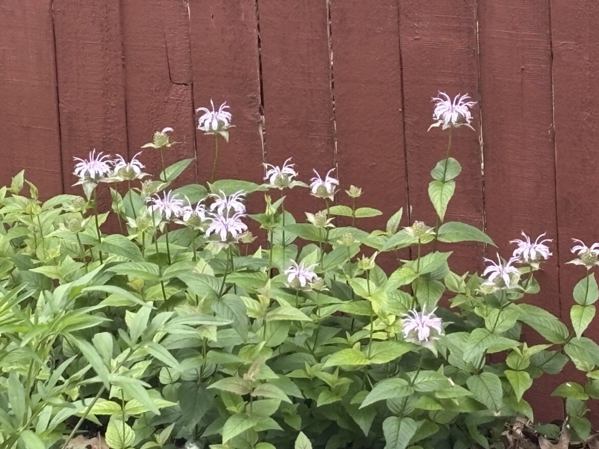 Monarda Bradburiana (beebalm)