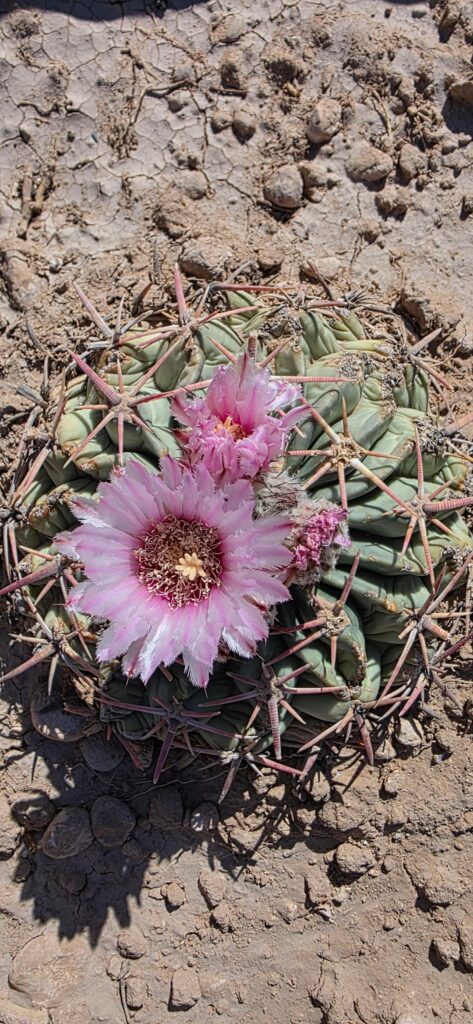My Horse Crippler bloomed!!!