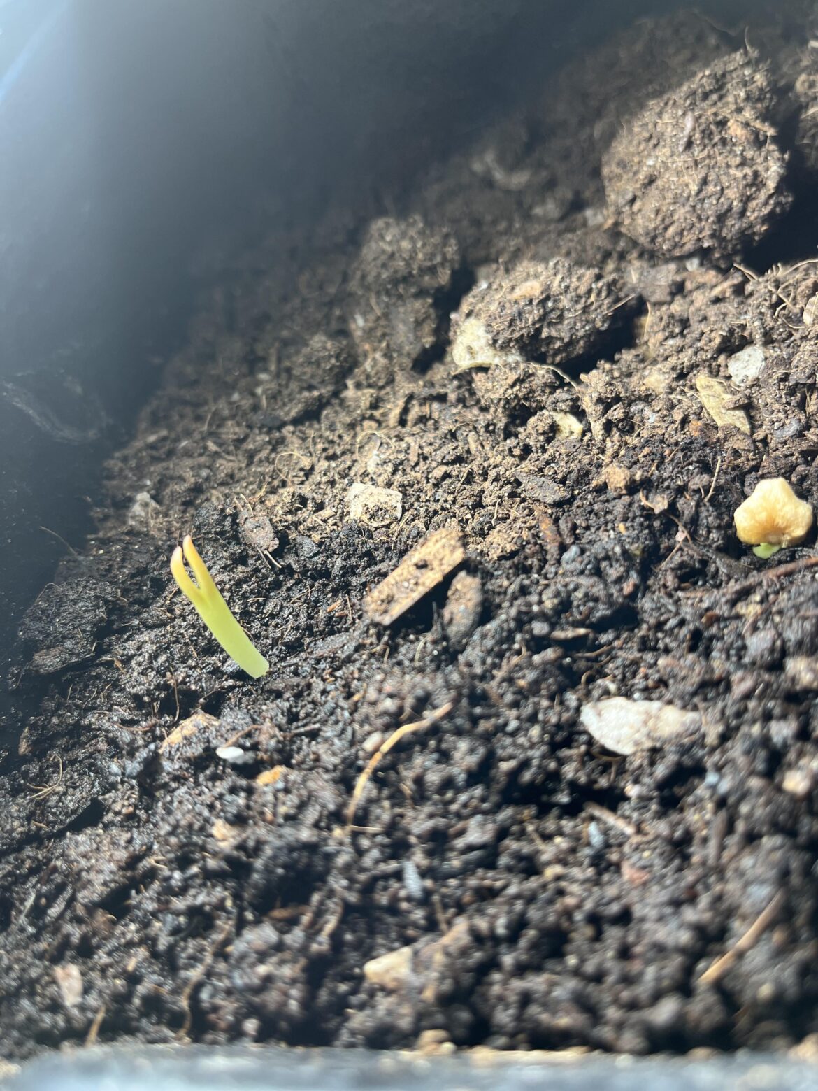 It took 6 years for these little guys to germinate. 6! (Tephrocactus geometricus)