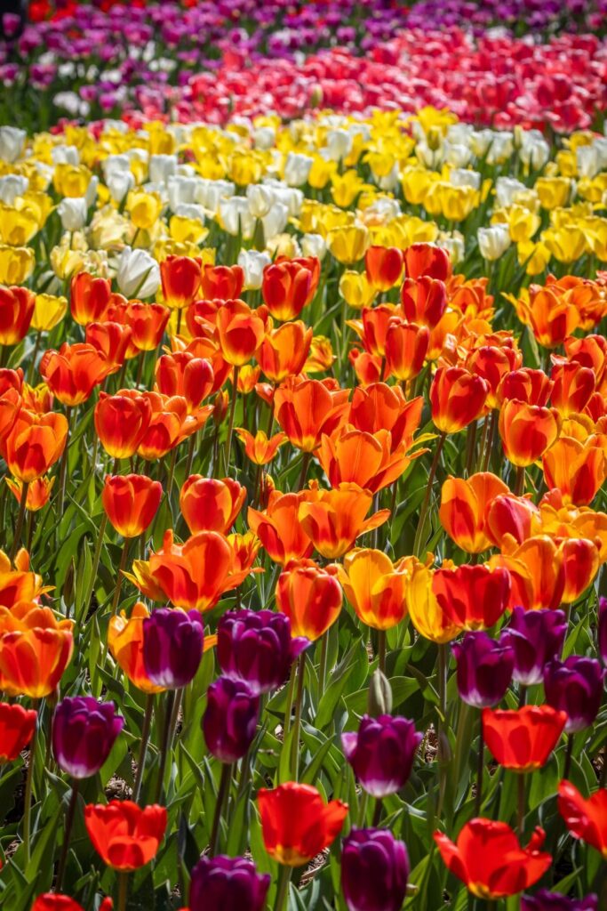 Some of my recent photos from Brookside Gardens