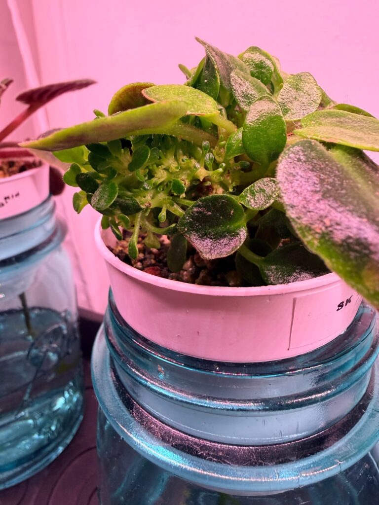 Please help! What's causing this crazy overgrowth?