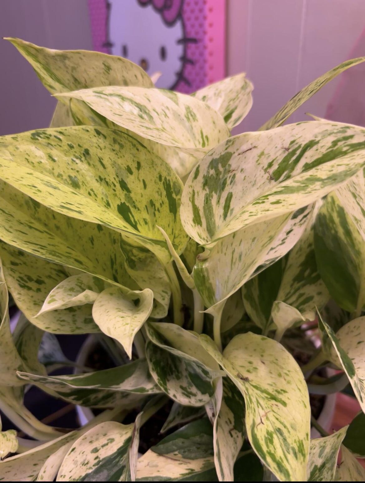 Why has my pothos turned mostly white and yellow