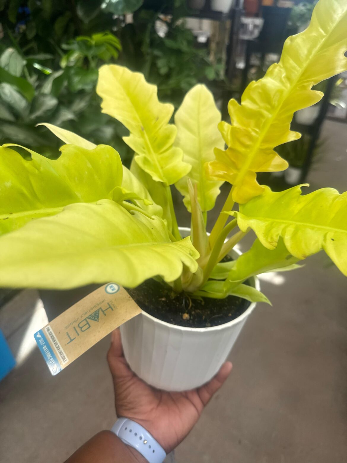 New Find At Lowe’s