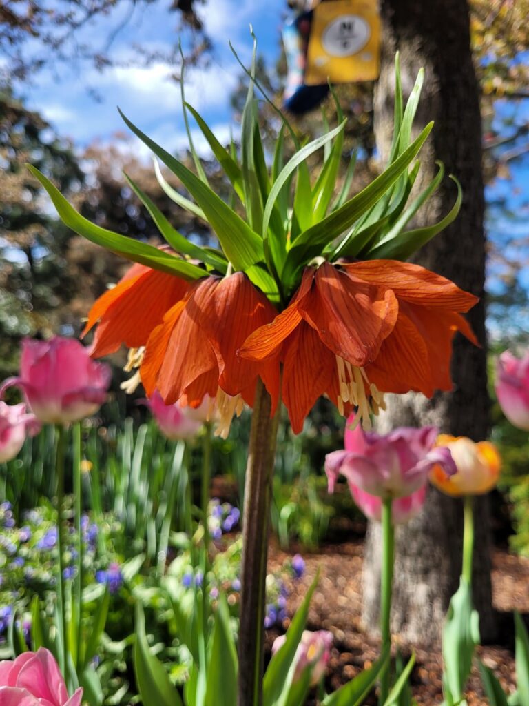 Went to a flower festival