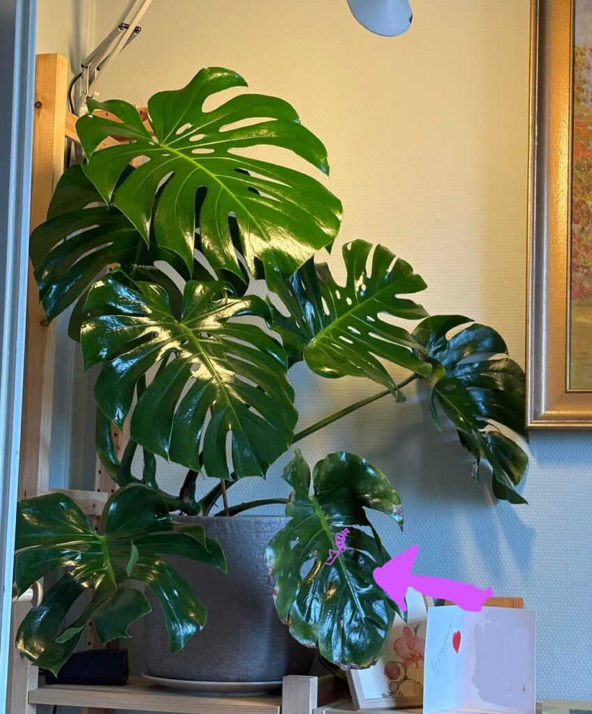 Monstera rotting after thrips?