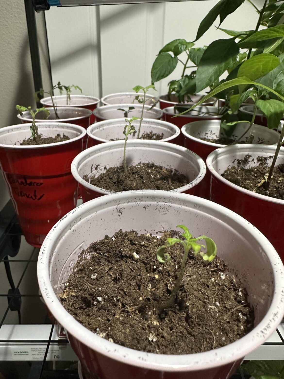 Help with my tomato starts! Help with my tomato starts!