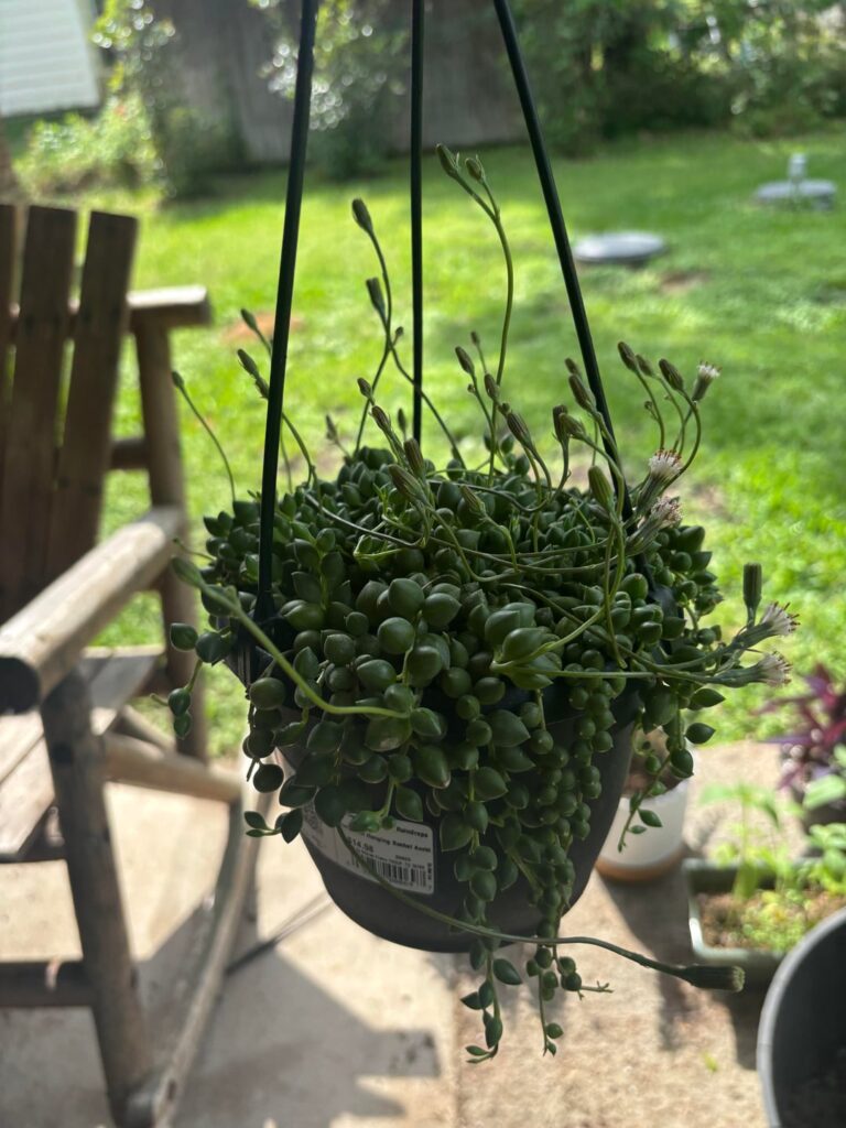 My first string of raindrops🥹