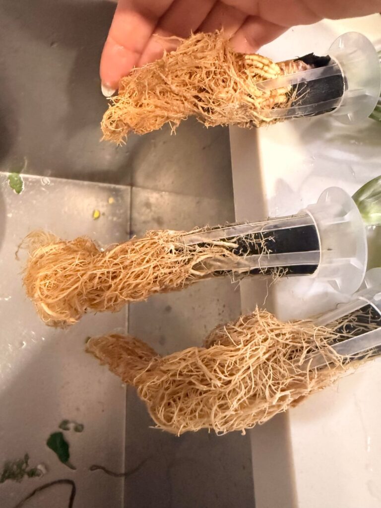 Are my roots okay? Are my roots okay?