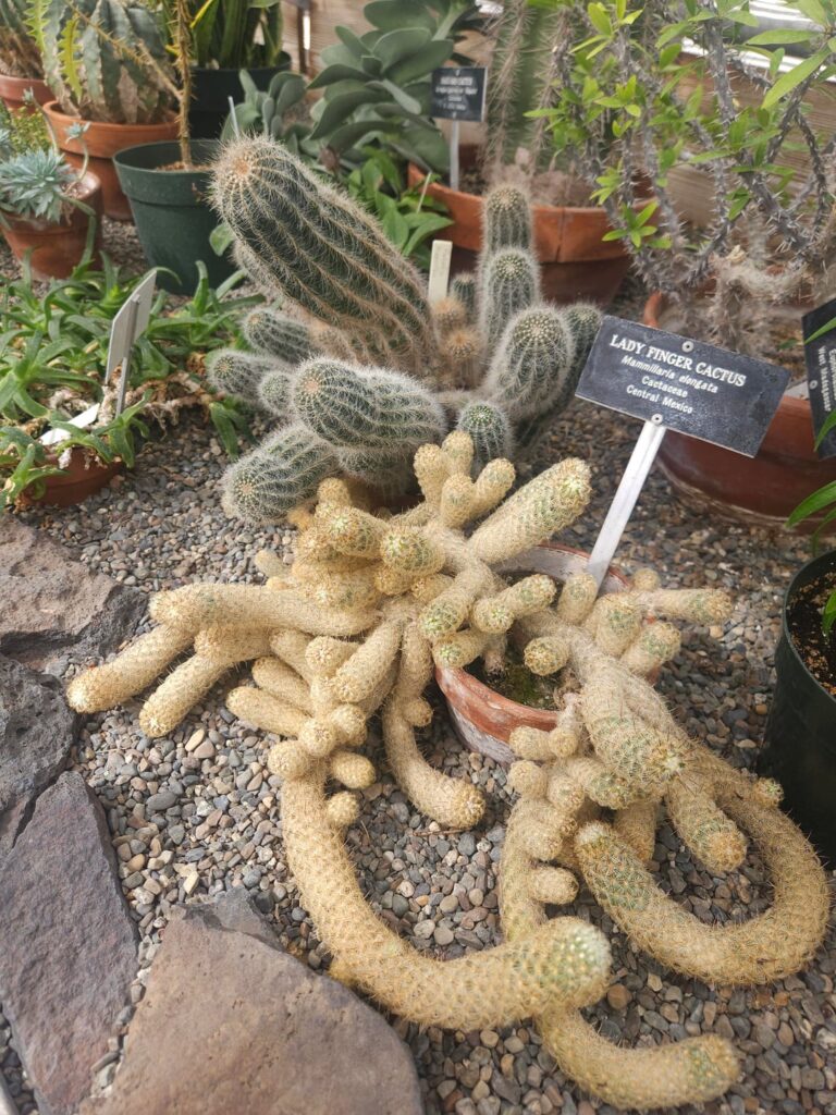 Had no clue this conservatory in my town existed!