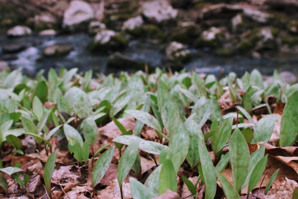 Thousands of trout lilies flanking a stream in Maine