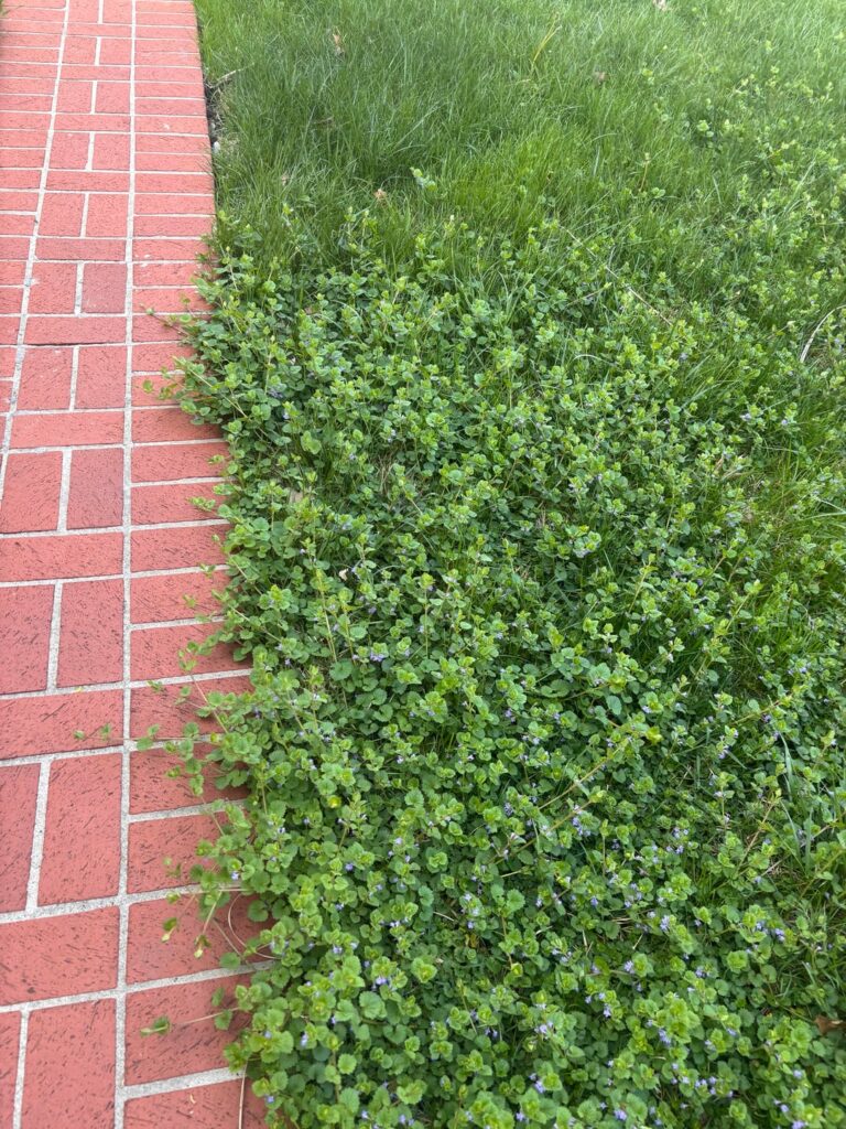 What are these weeds colonizing my lawn and how can I get rid of them?