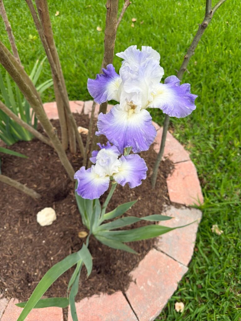 My Iris bloomed today