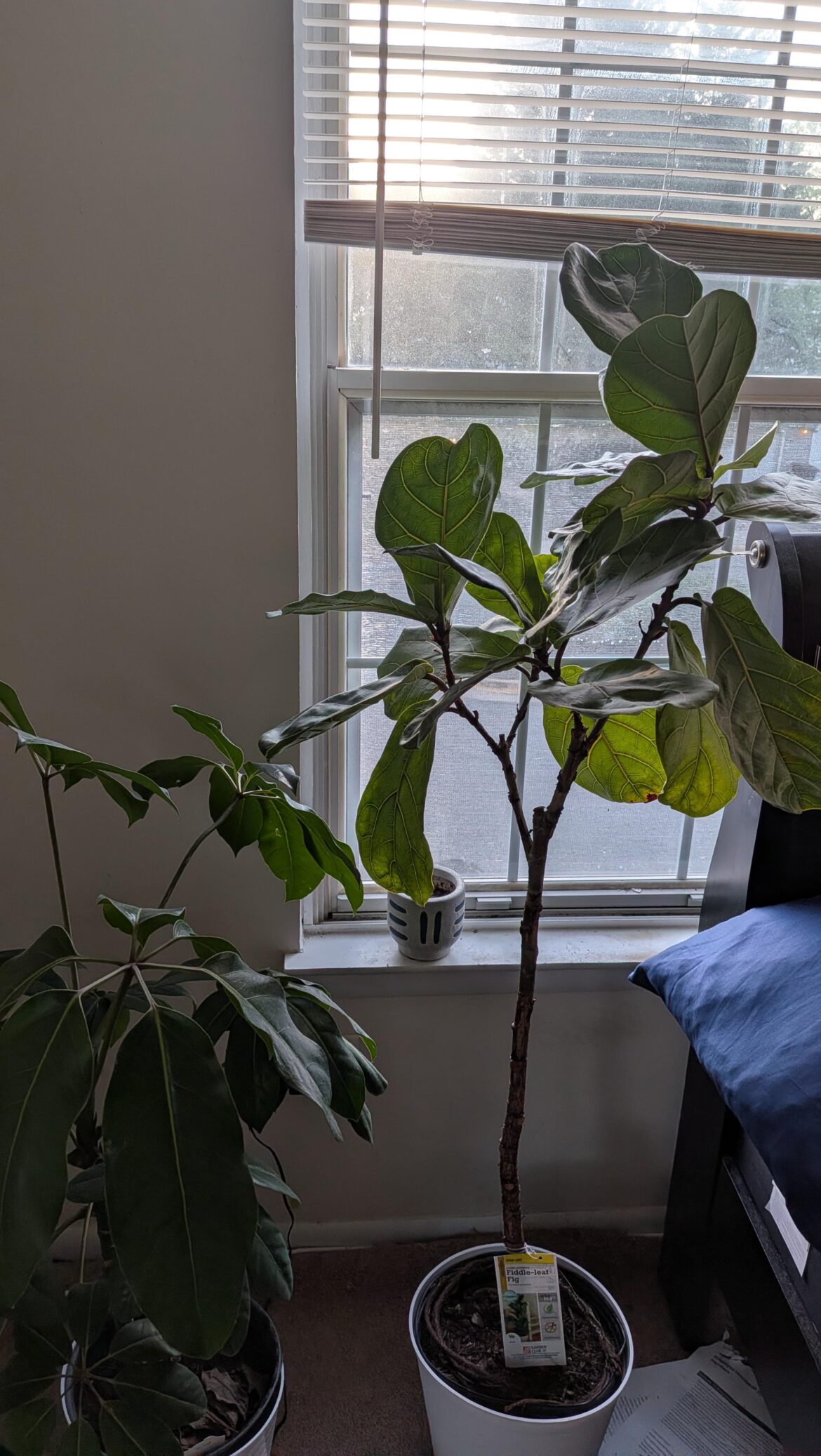 I will be traveling for three weeks for work. How do I take care of her?