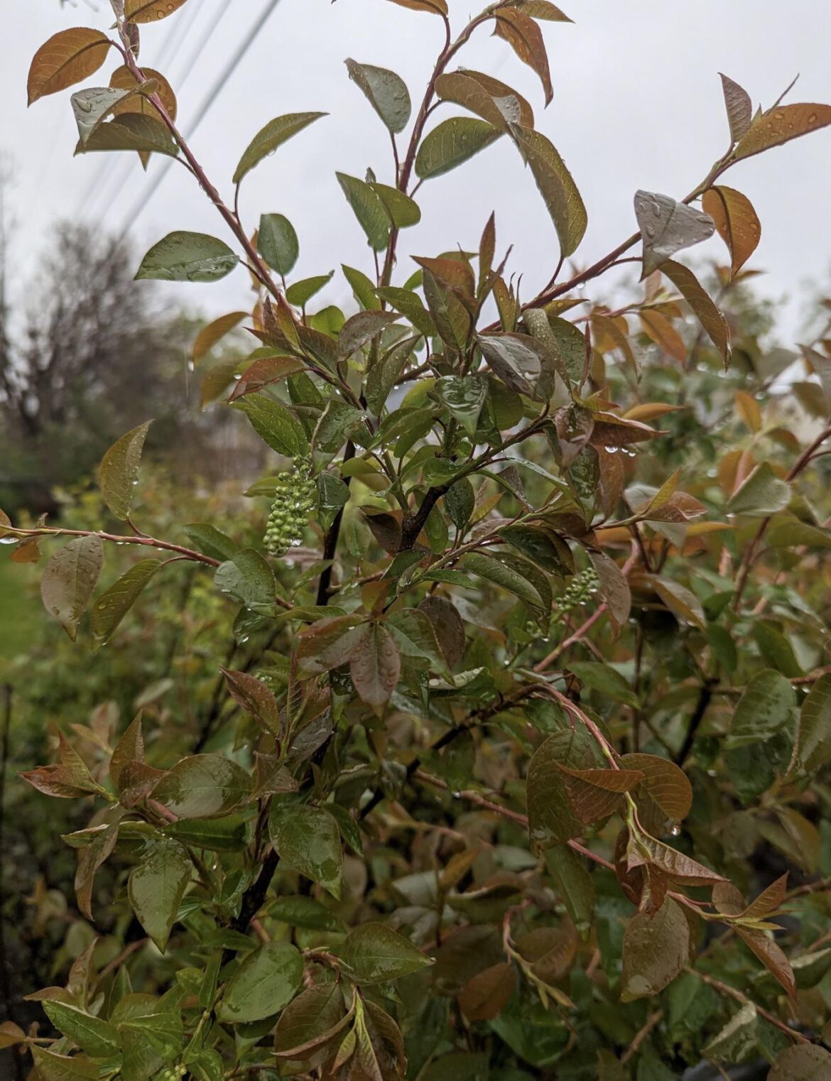Is this chokecherry?