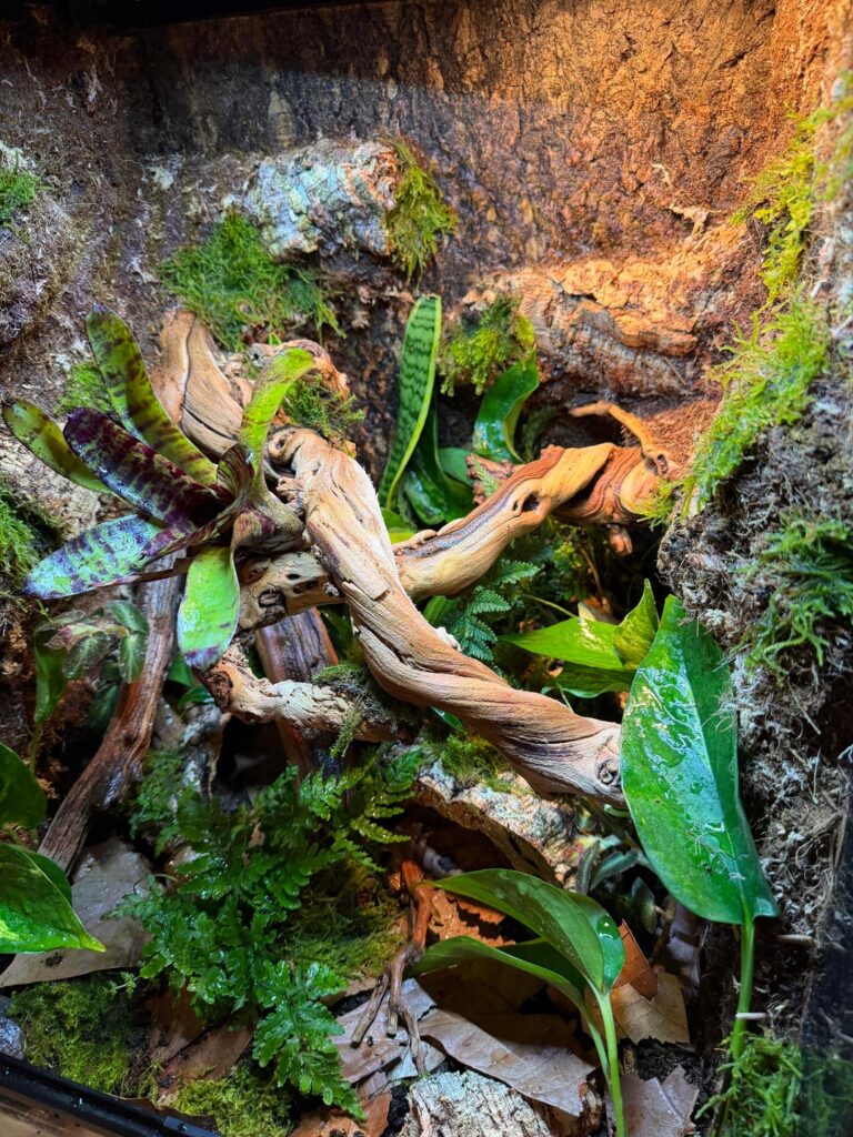 First vivarium for 2 WTFs! Thoughts? Missing anything? First vivarium for 2 WTFs! Thoughts? Missing anything?