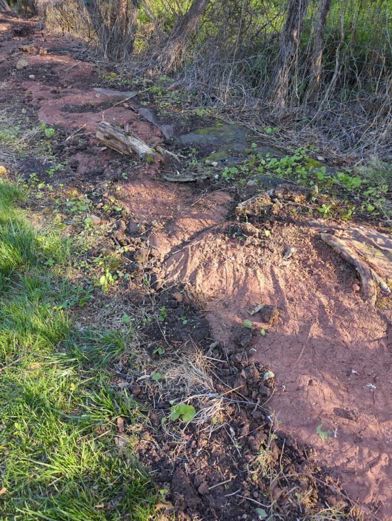 Cleared brush to expand lawn, but can a lawn even grow on this? Cleared brush to expand lawn, but can a lawn even grow on this?