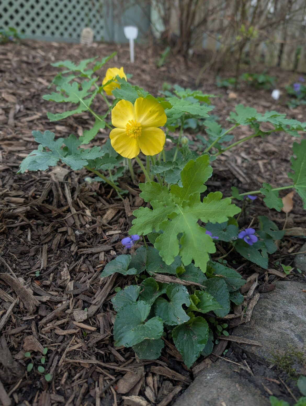 Wood Poppy mvp (Stylophorum diphyllum)