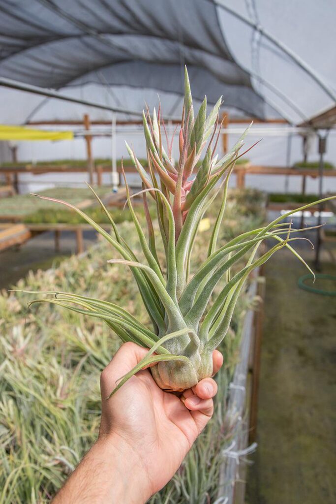 seleriana X streptophylla