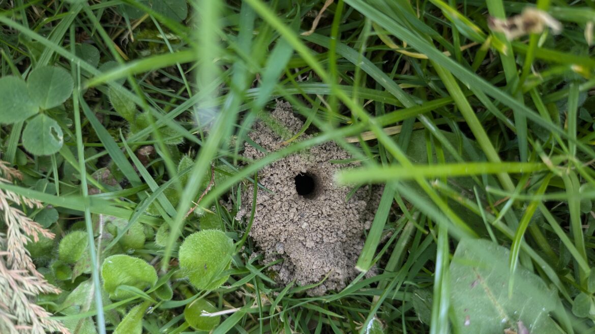 What's this ? Found beneath pear tree. Wild garden