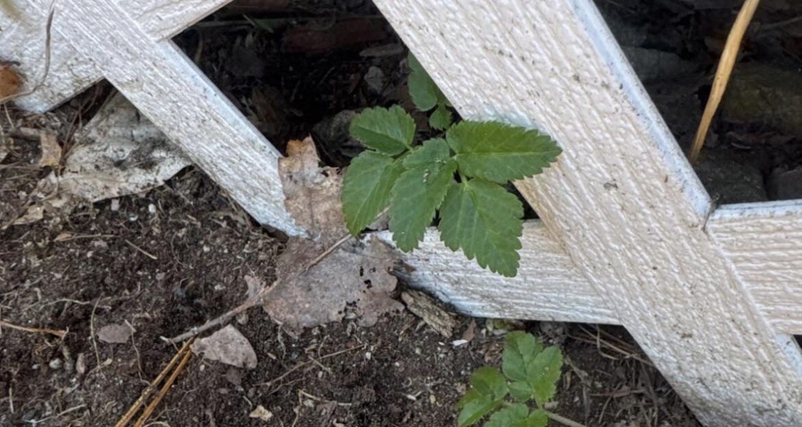 What is this plant?
