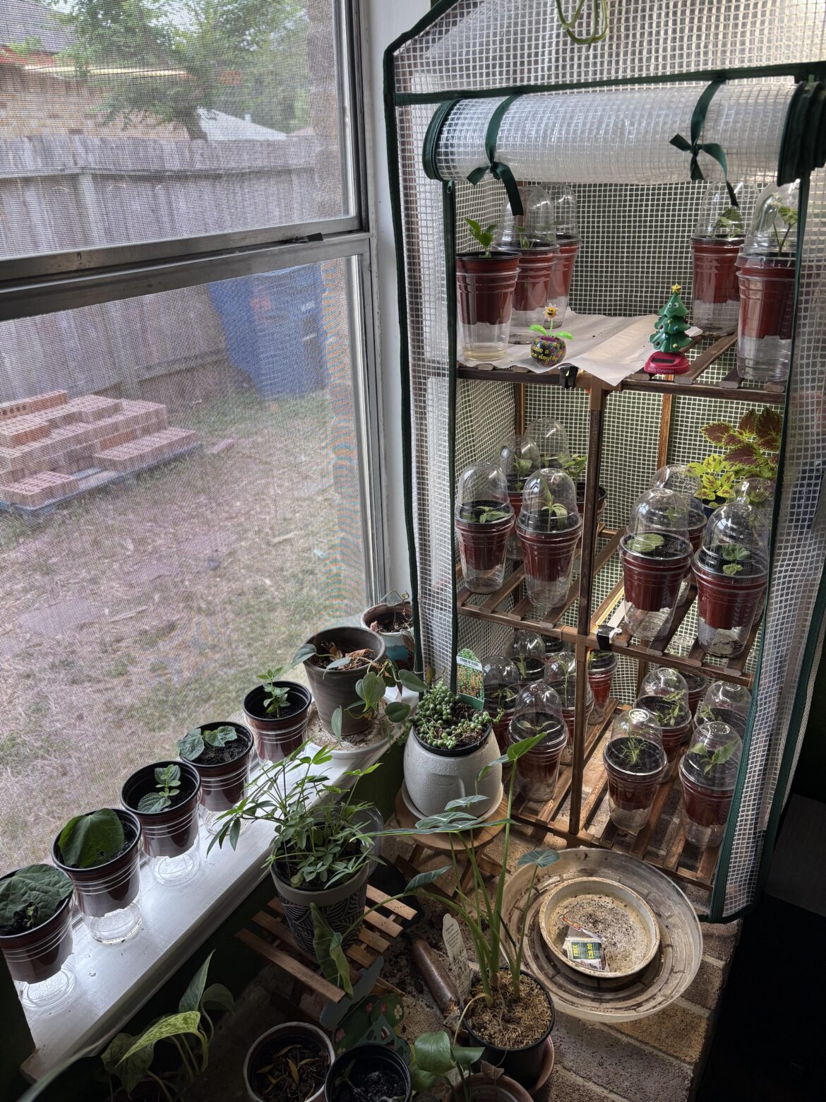 When to transplant propagations?