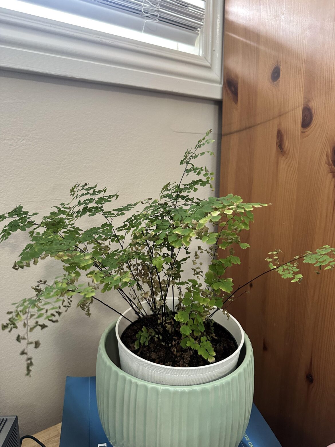 Help with maidenhair fern!